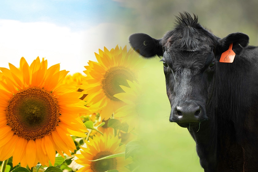 お肉へのこだわり